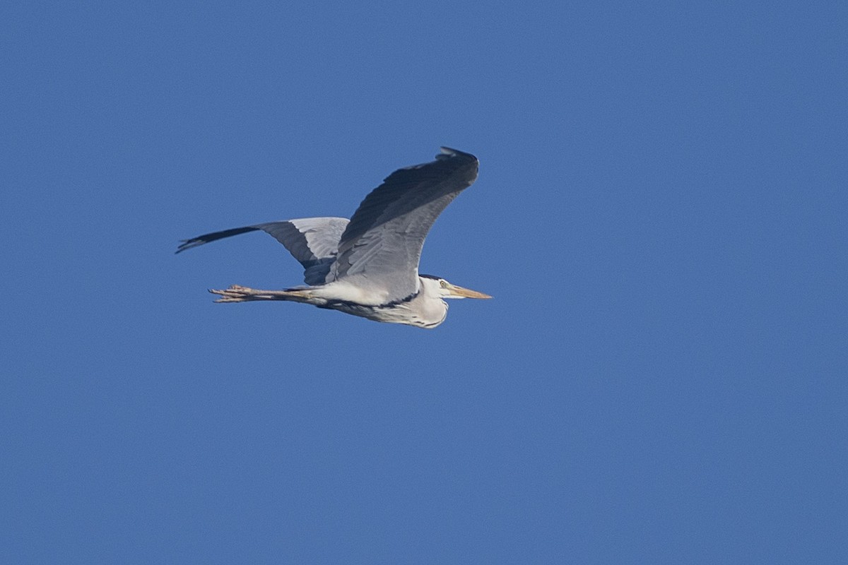 Gray Heron - ML530477171