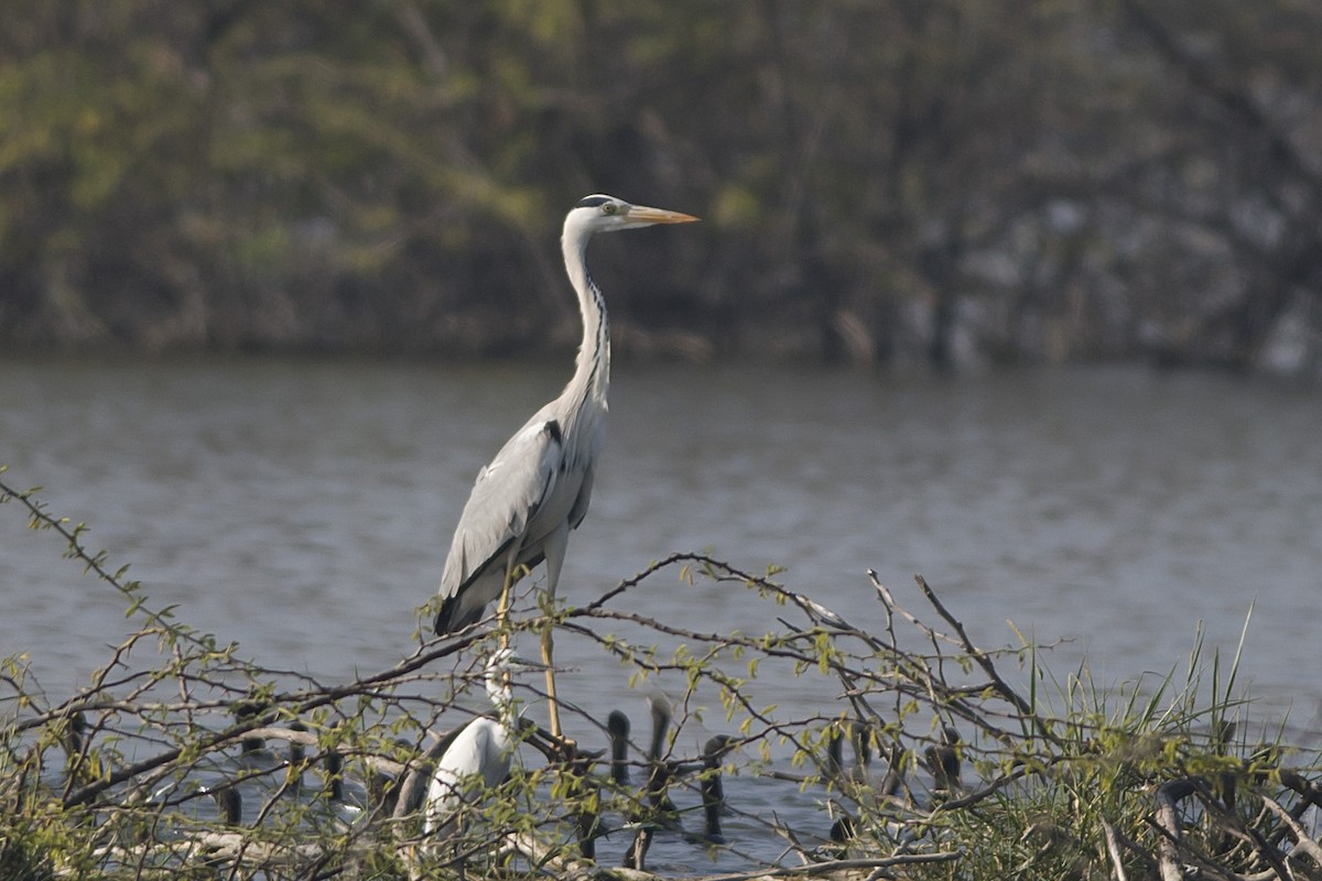 Gray Heron - ML530477181