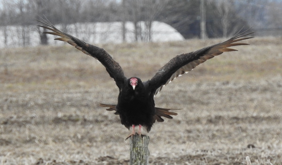Turkey Vulture - Tom Miller Sr.