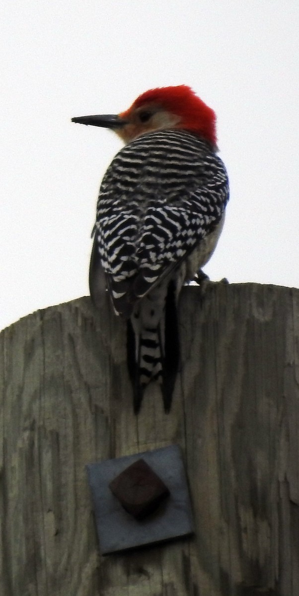 Red-bellied Woodpecker - Tom Miller Sr.