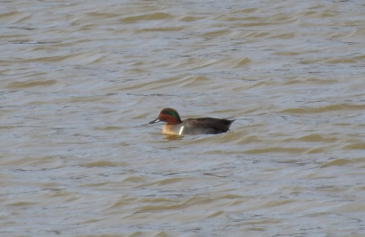 Green-winged Teal - ML530480111