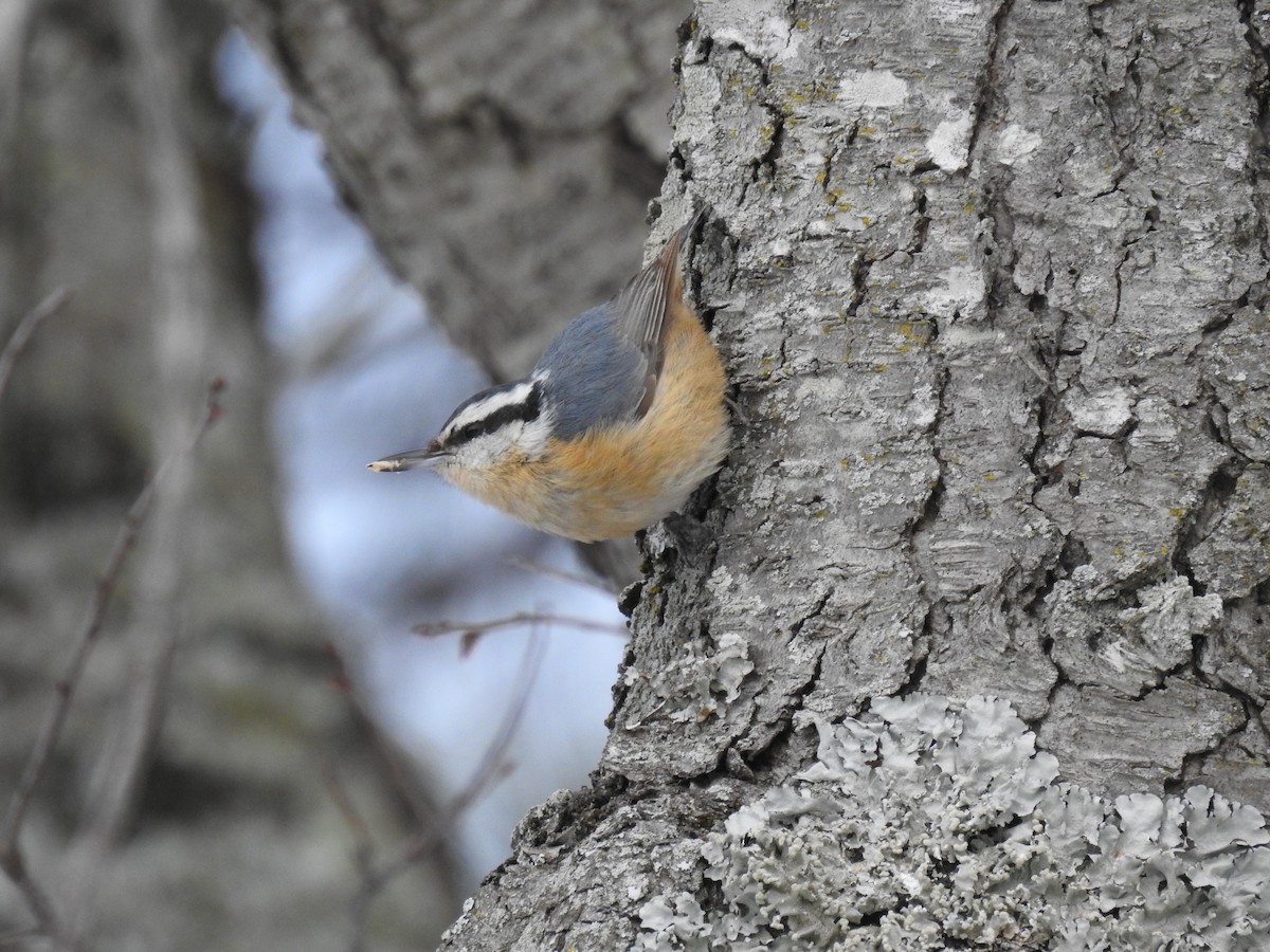 Red-breasted Nuthatch - ML530484571