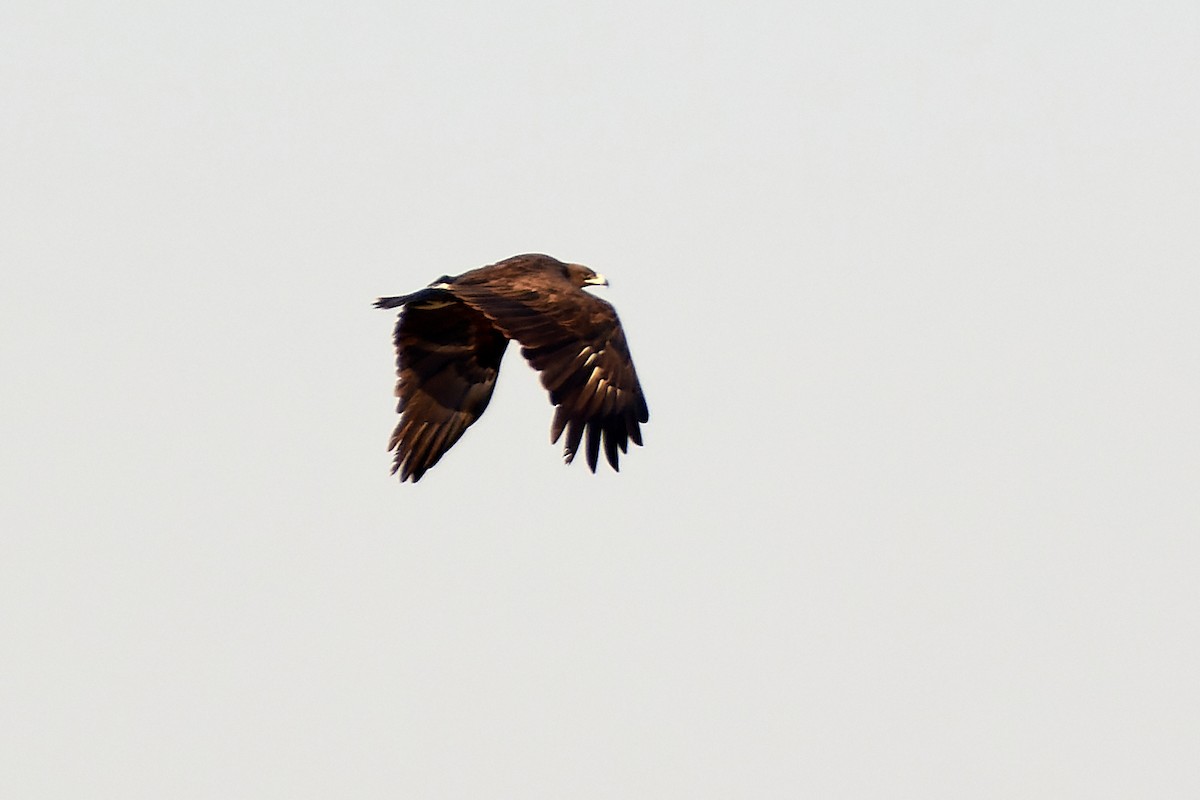 Greater Spotted Eagle - ML530485351