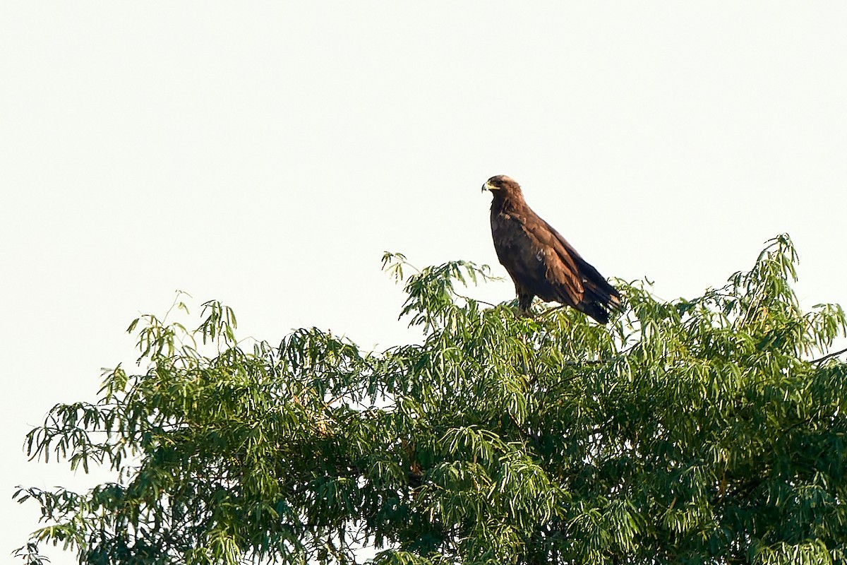 Greater Spotted Eagle - ML530485391