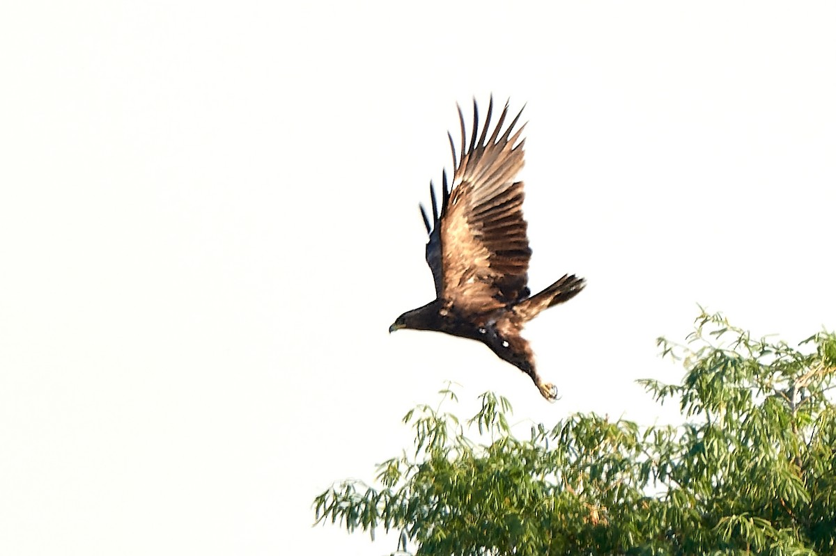Greater Spotted Eagle - ML530485451