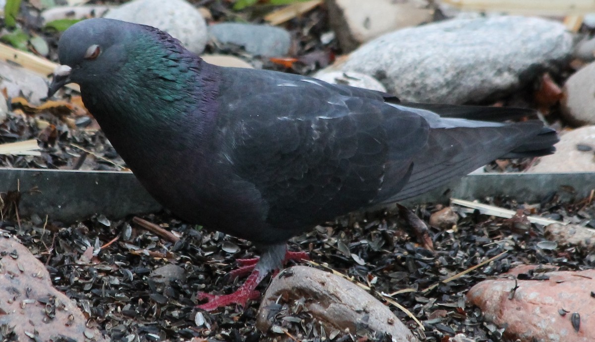 Rock Pigeon (Feral Pigeon) - Lorraine Lanning