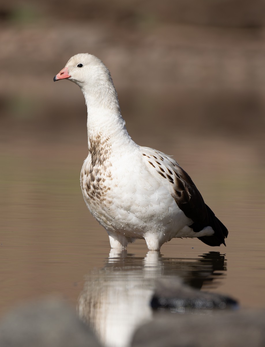 Andean Goose - ML530486381