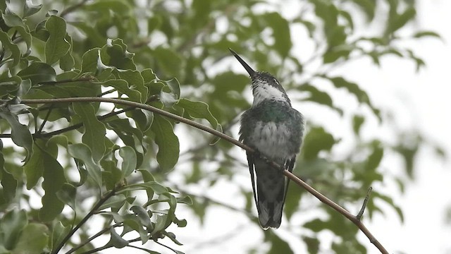 White-throated Hummingbird - ML530493191