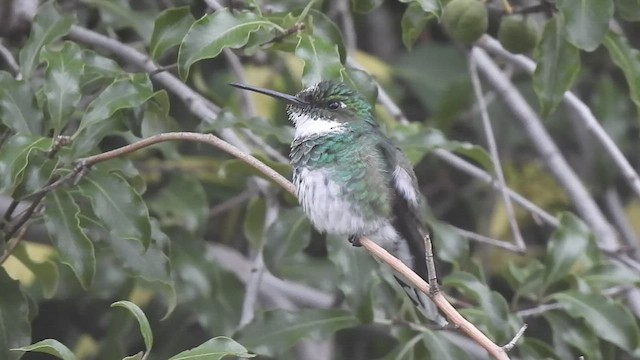 White-throated Hummingbird - ML530493221