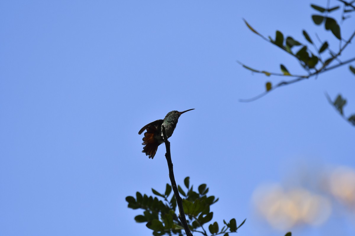 Rufous-tailed Hummingbird - ML530493681