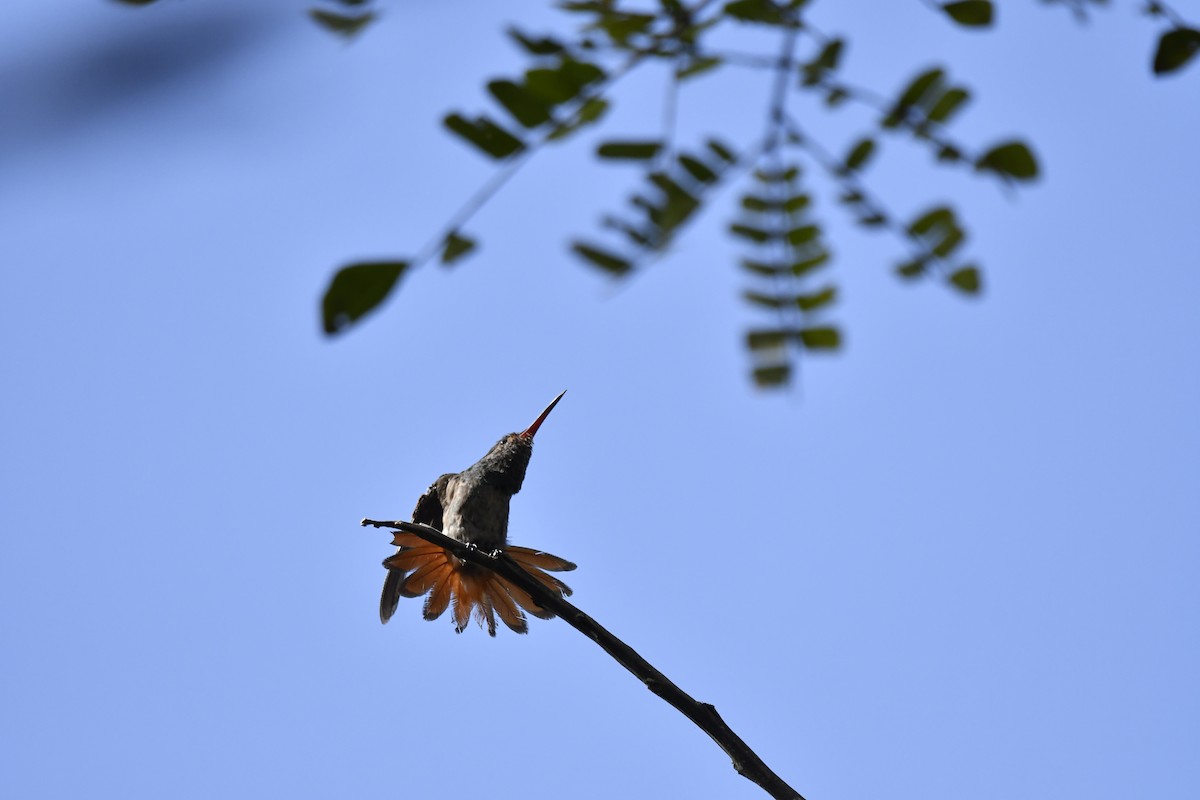 Rufous-tailed Hummingbird - ML530493691