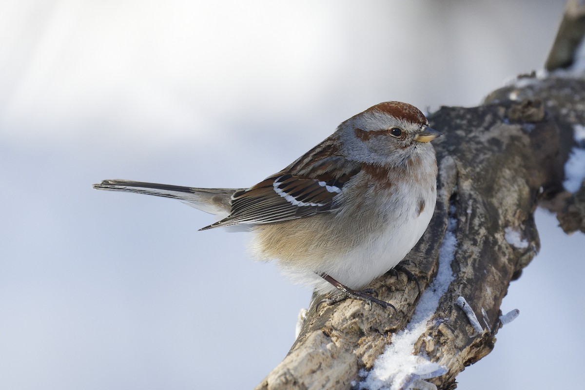American Tree Sparrow - ML530493801