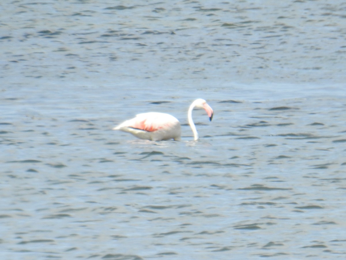 Greater Flamingo - ML530500121