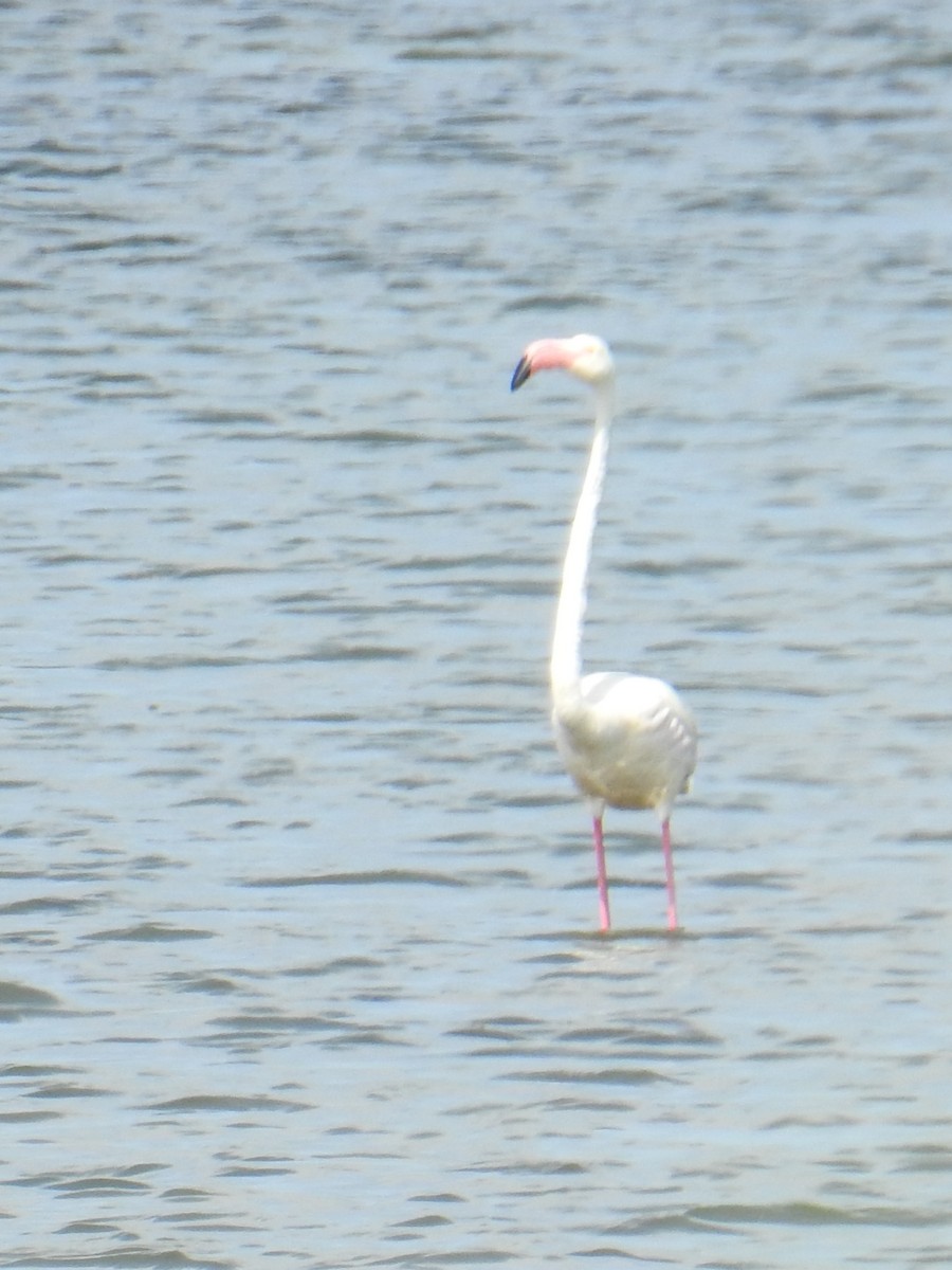 Greater Flamingo - ML530500141