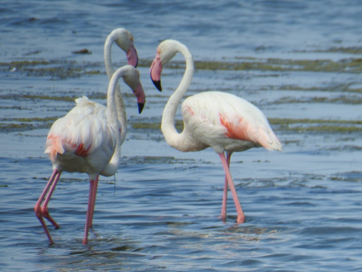 Greater Flamingo - ML530500171