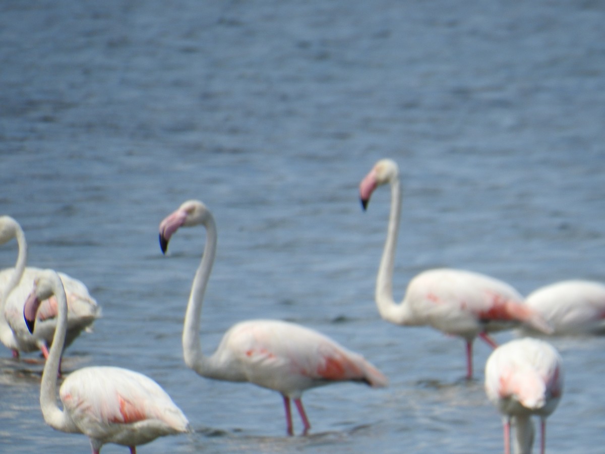 Greater Flamingo - ML530500191