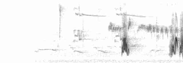  - Olivaceous Elaenia