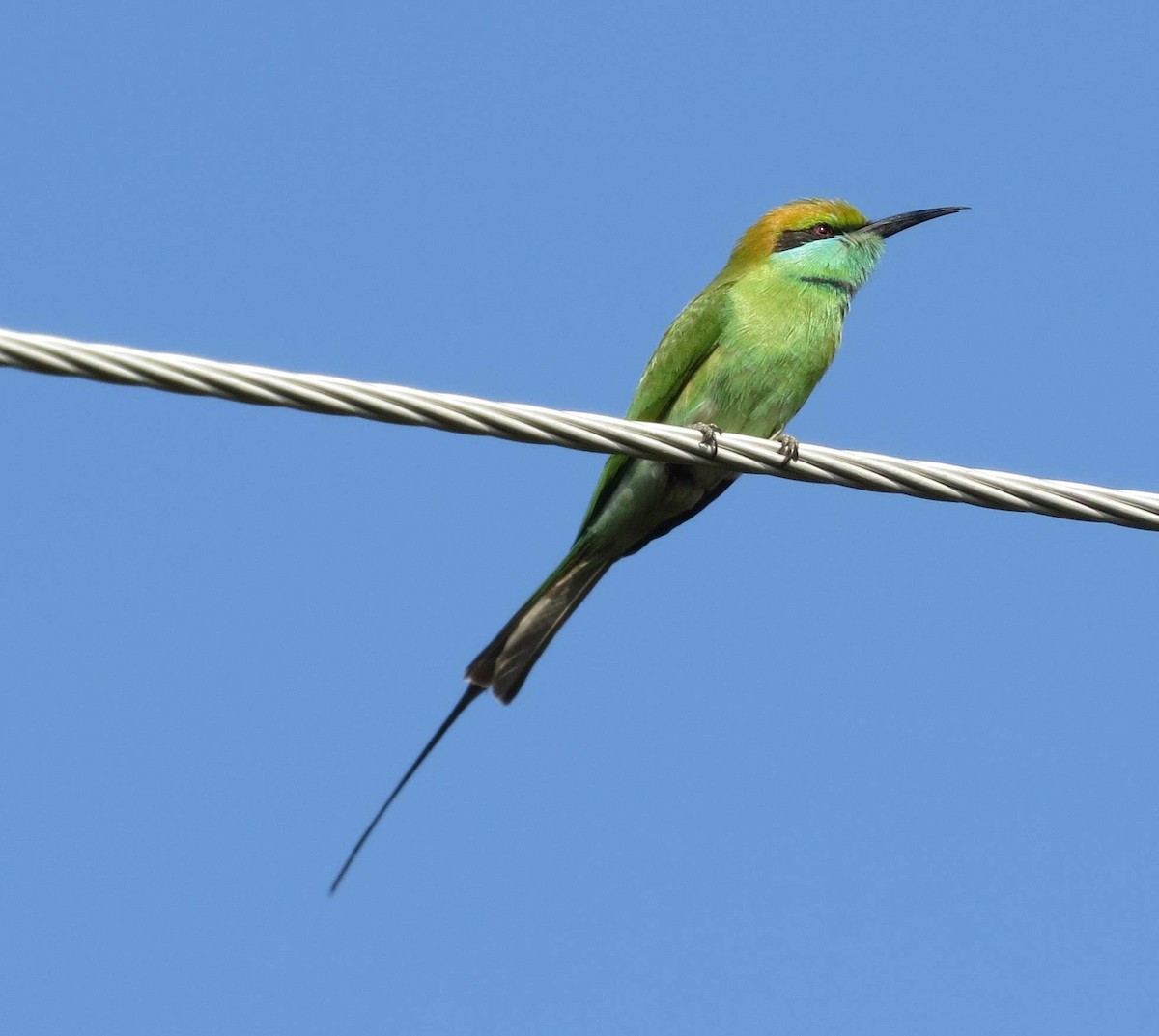 Asian Green Bee-eater - Bill Elrick