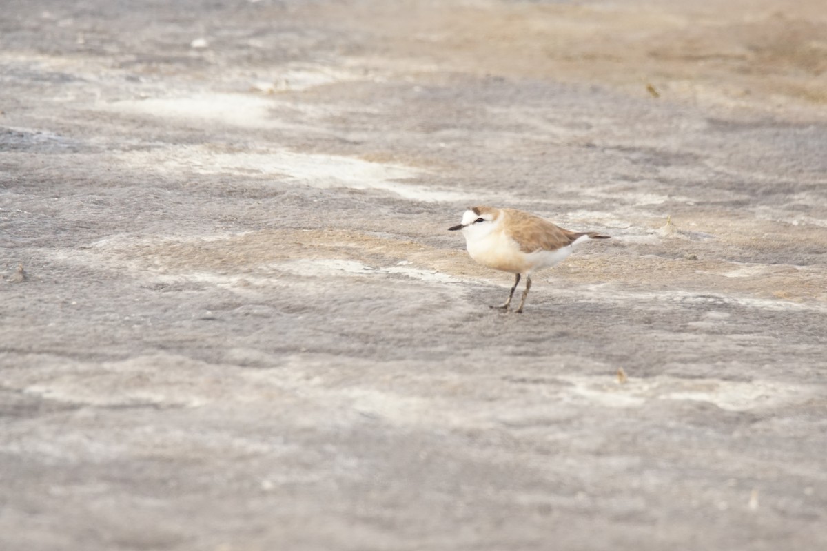 White-fronted Plover - ML530504851