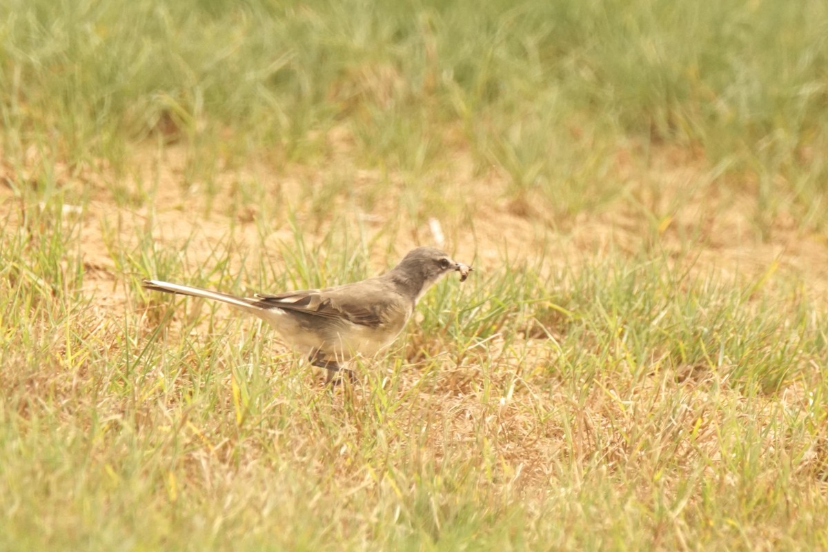 Cape Wagtail - ML530507741