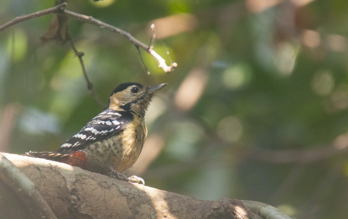 Fulvous-breasted Woodpecker - ML530524541