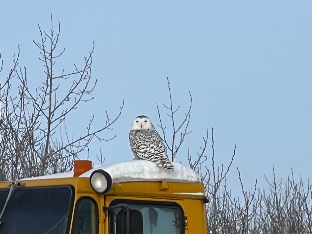 eBird Checklist 1 Feb 2023 4804 Swan Lake Road, Hermantown, MN 1