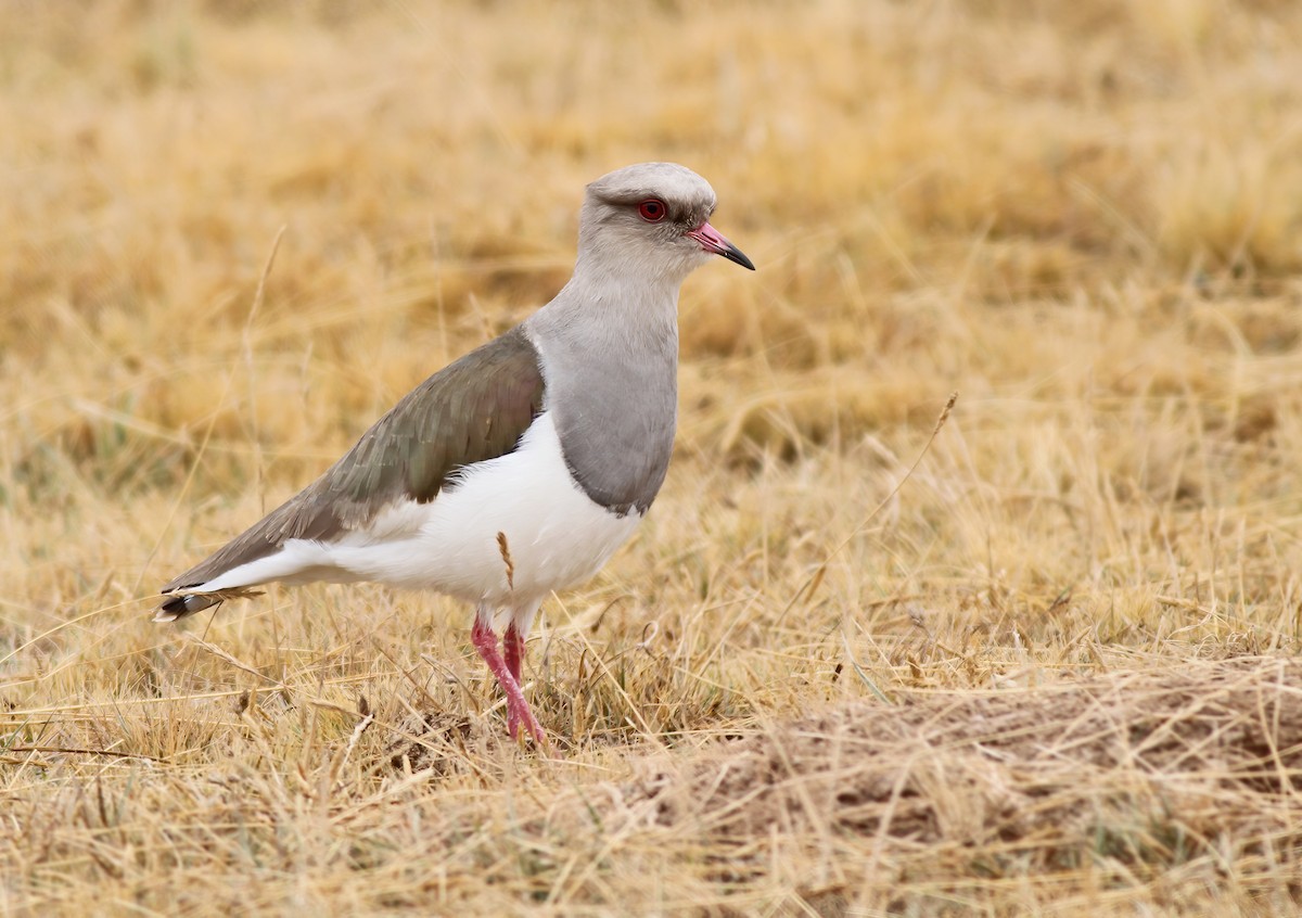Andean Lapwing - ML530532721