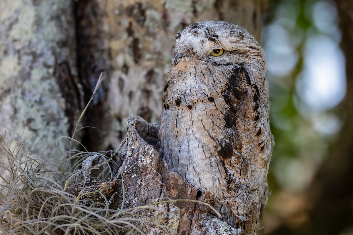 Common Potoo - ML530532901