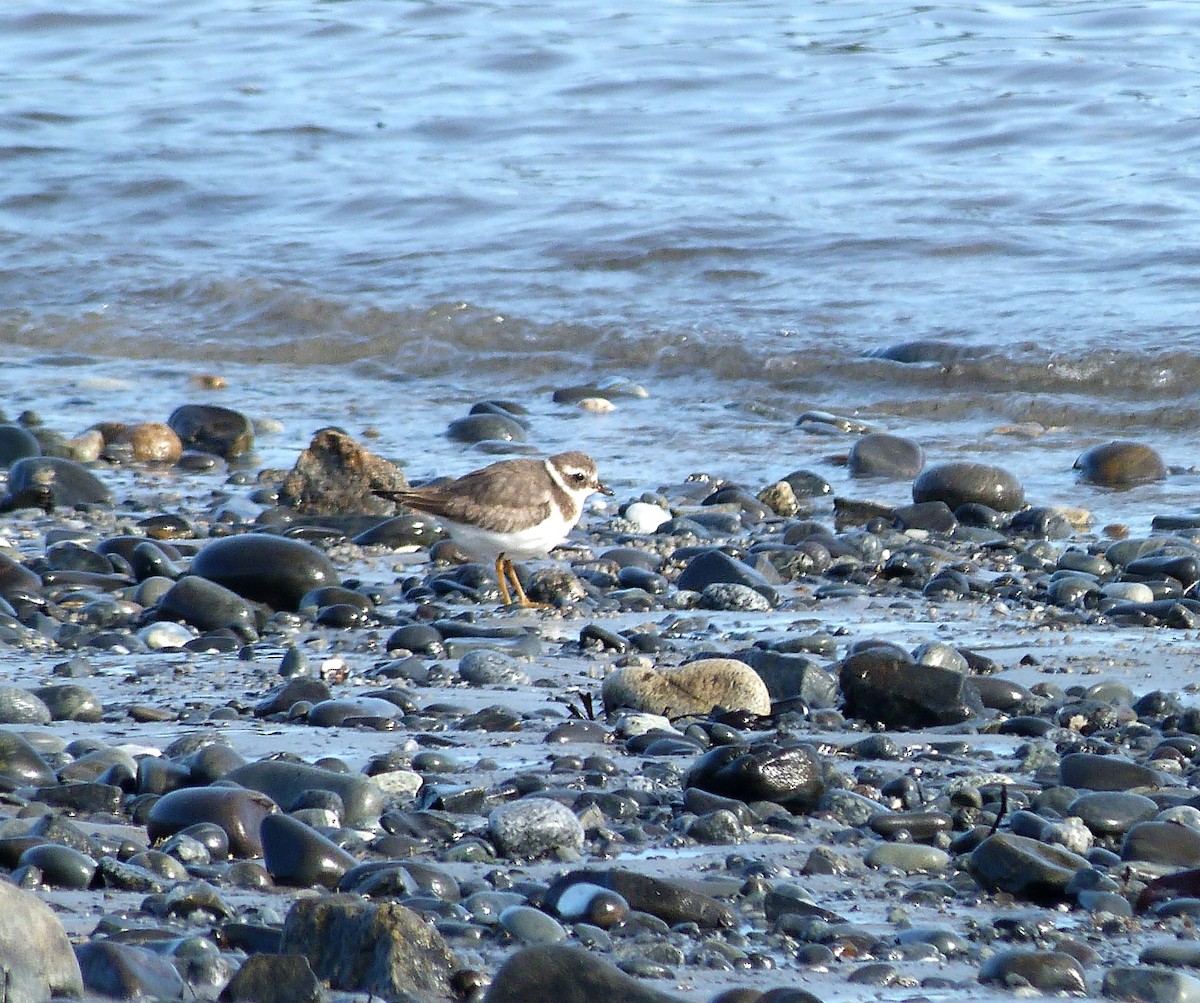 Common Ringed Plover - ML530533081