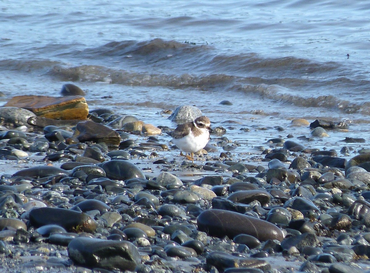 Common Ringed Plover - ML530533181