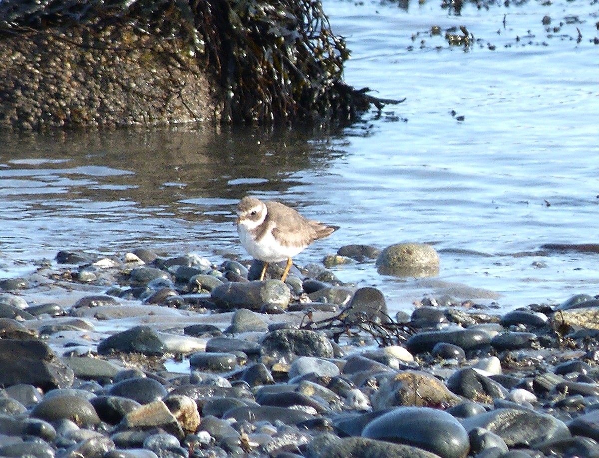 Common Ringed Plover - ML530533341