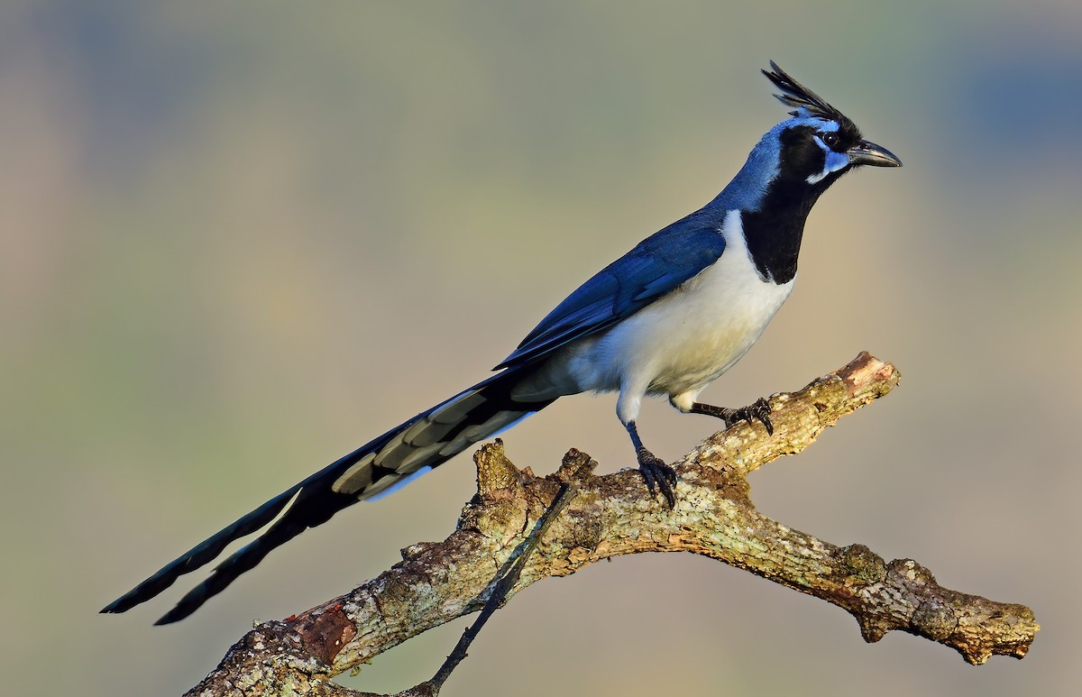 Black-throated Magpie-Jay - Ad Konings