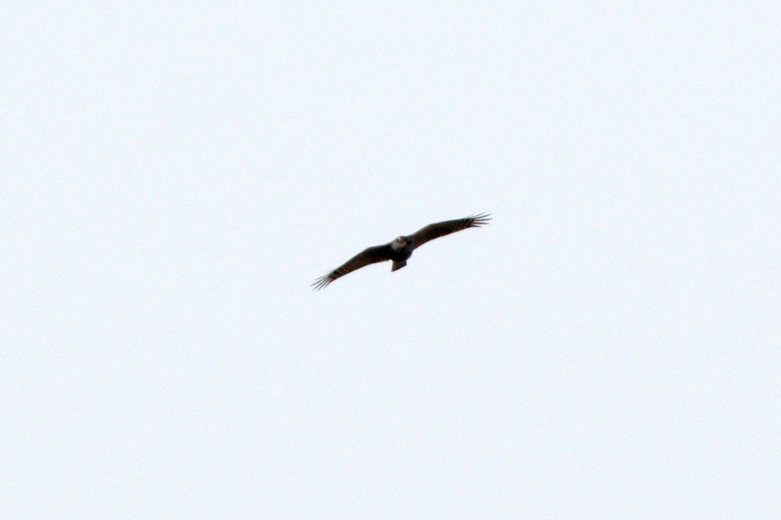 Eurasian Sparrowhawk - ML530540001