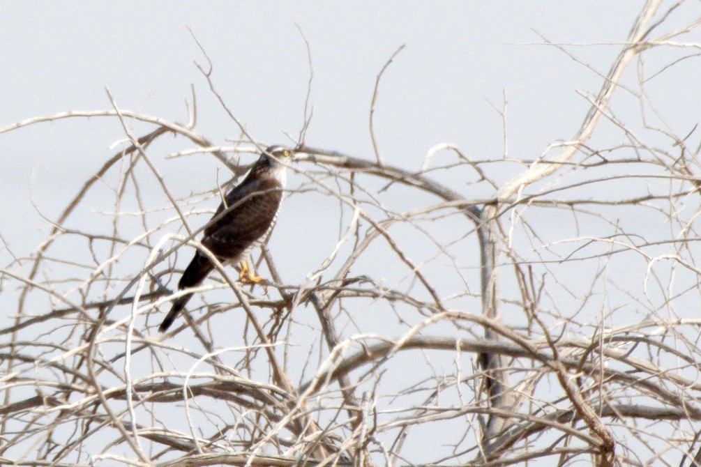 Eurasian Sparrowhawk - ML530540081