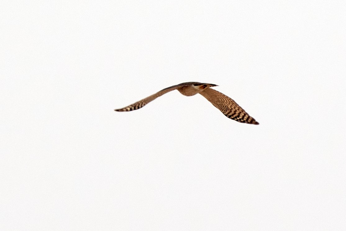 Eurasian Sparrowhawk - ML530540111