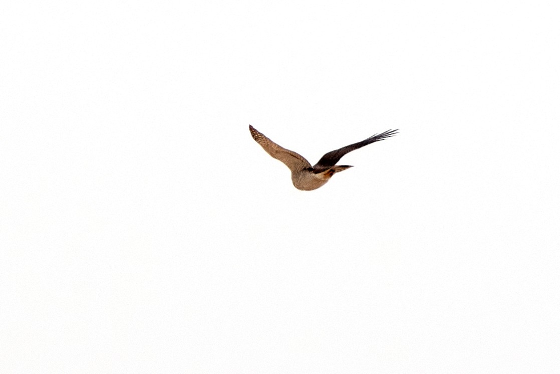 Eurasian Sparrowhawk - ML530540121