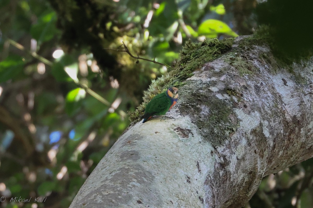 Red-breasted Pygmy-Parrot - ML530540561