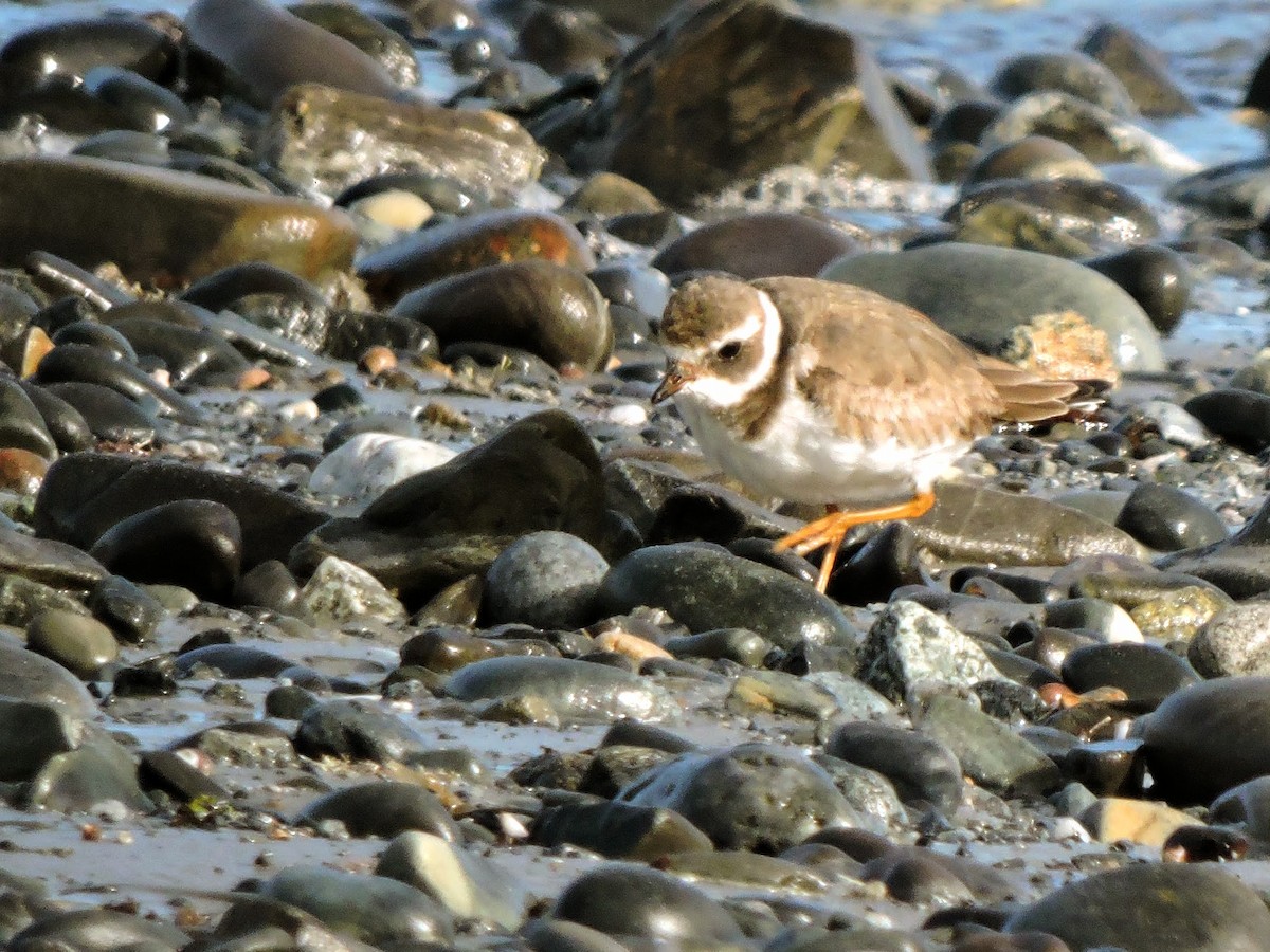 Common Ringed Plover - ML530541081