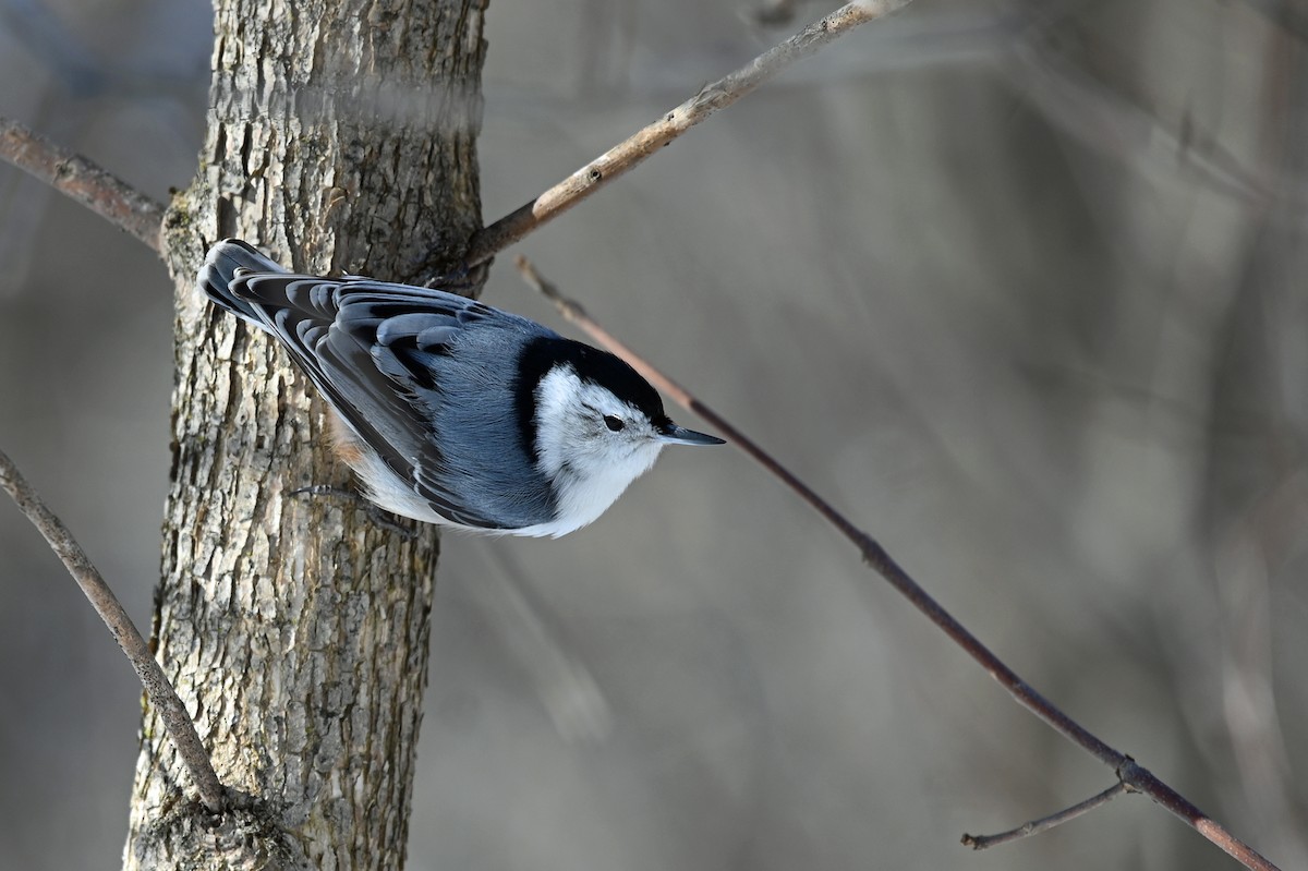 White-breasted Nuthatch - ML530541791