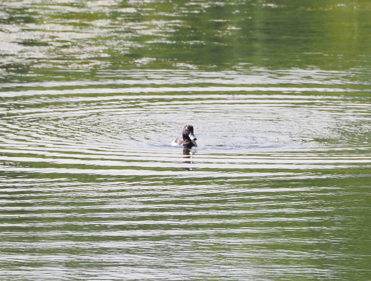Tufted Duck - ML530542391