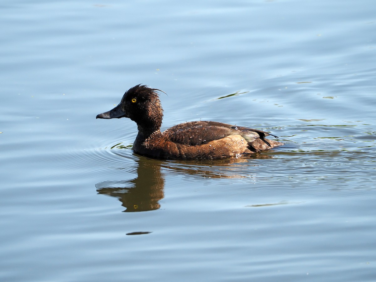 Tufted Duck - ML530542401