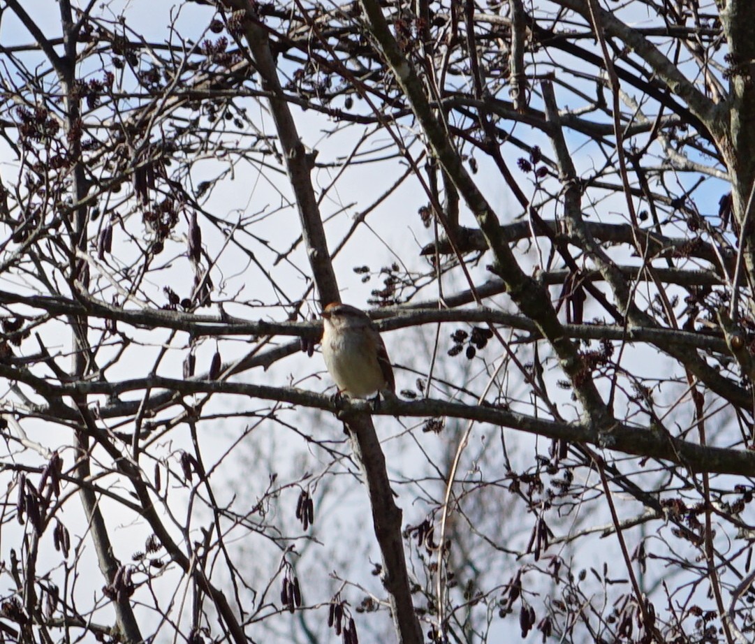 American Tree Sparrow - ML530542501