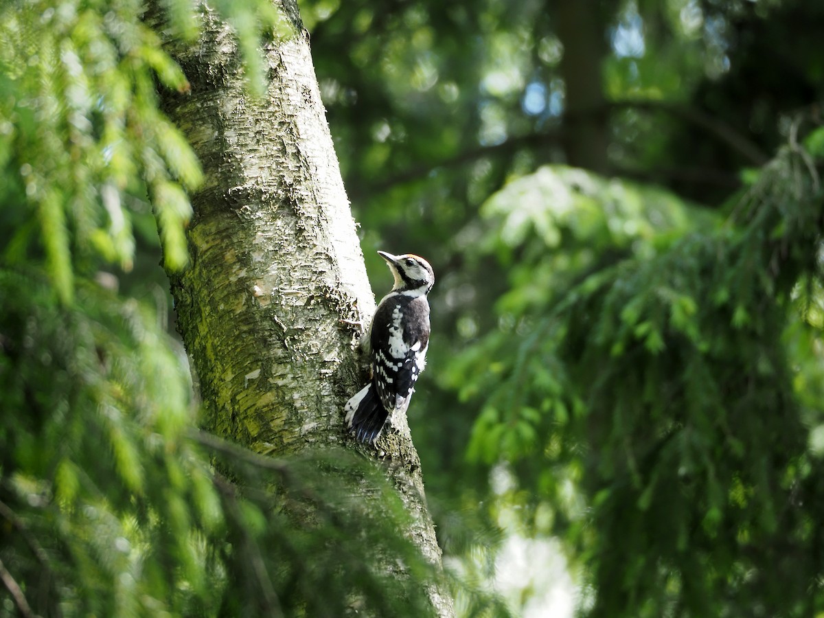Great Spotted Woodpecker - ML530542911