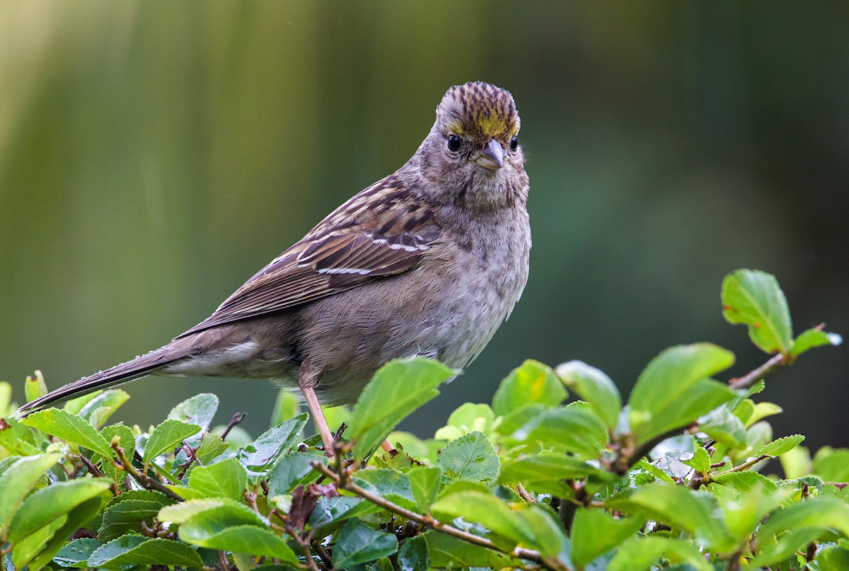 Golden-crowned Sparrow - Braxton Landsman