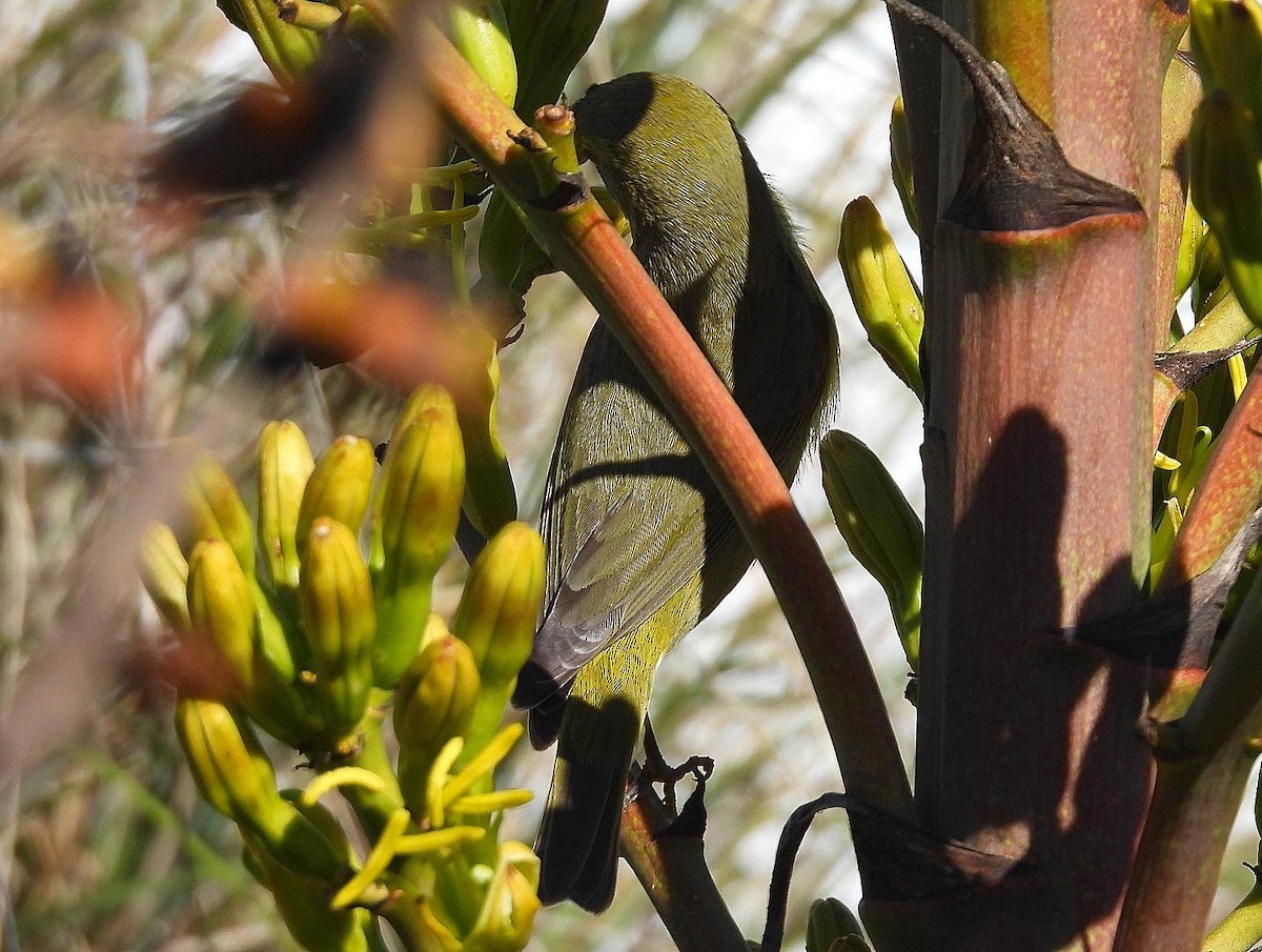 Orange-crowned Warbler - ML530551241