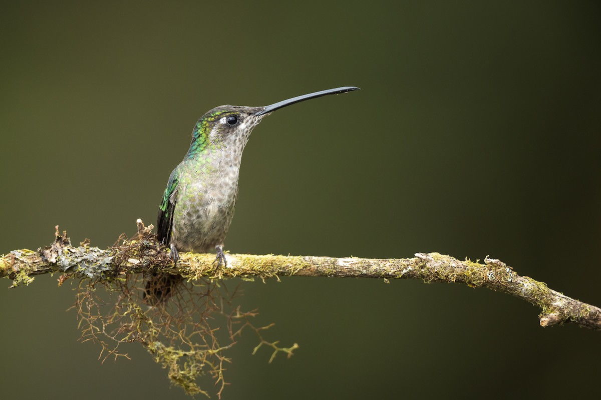 Talamanca Hummingbird - Christophe Sahli