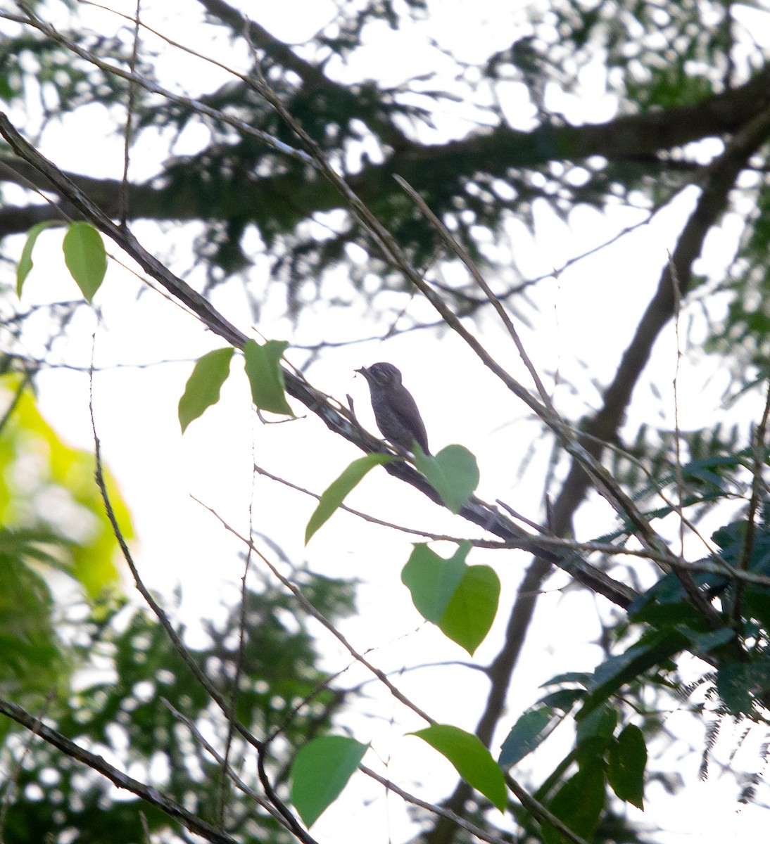 White-barred Piculet - ML530554941