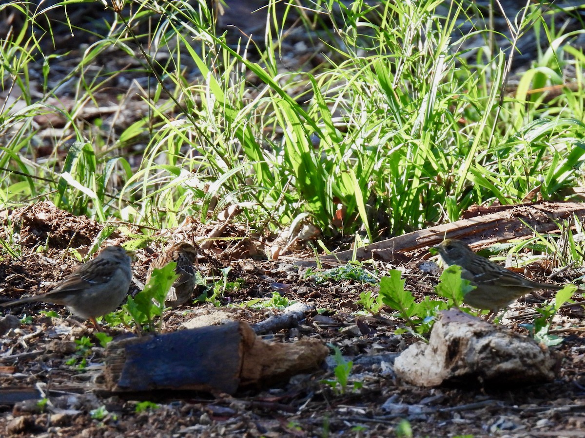 Golden-crowned Sparrow - ML530555021