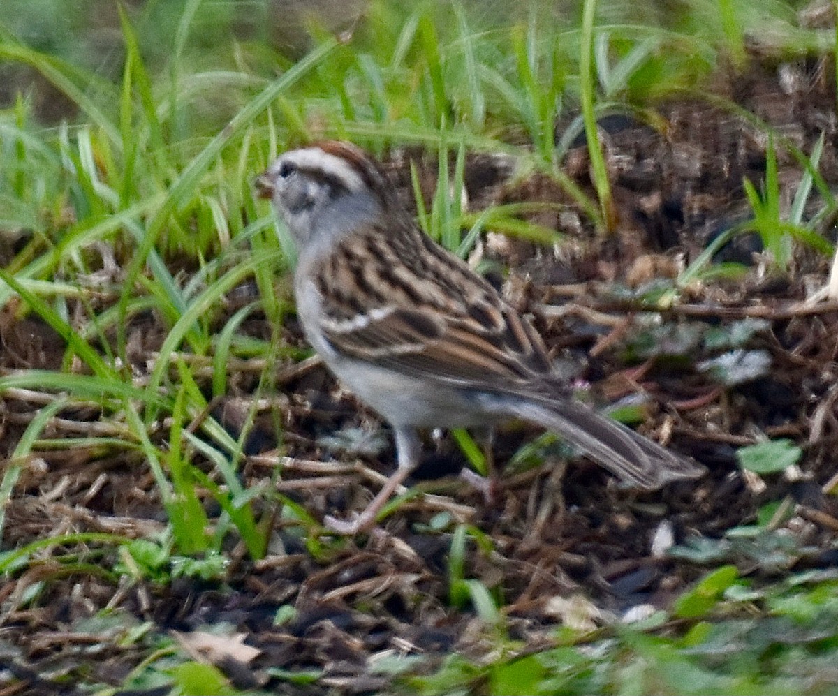 Chipping Sparrow - ML530555041