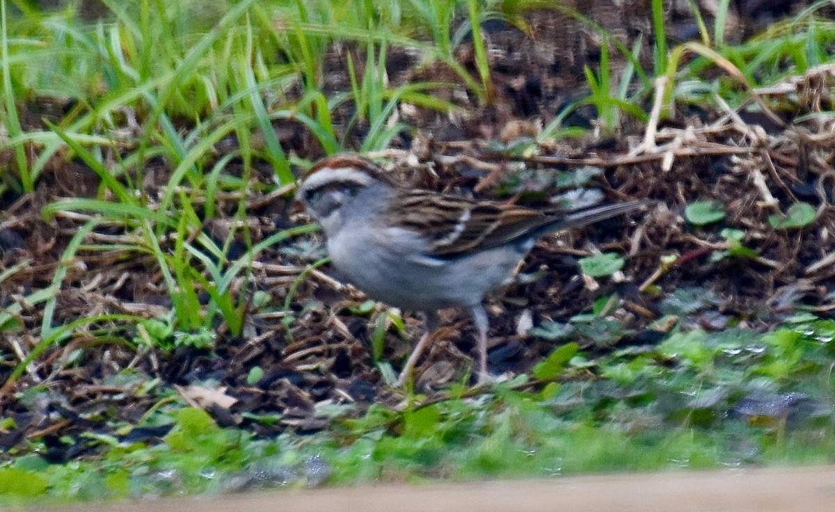 Chipping Sparrow - ML530555061